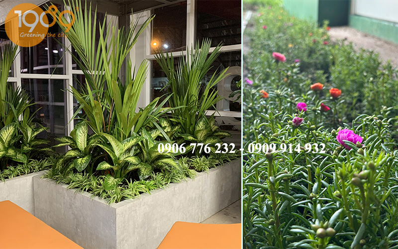 thi công dịch vụ trồng cây Viền & Cây Thảm Chịu Nắng