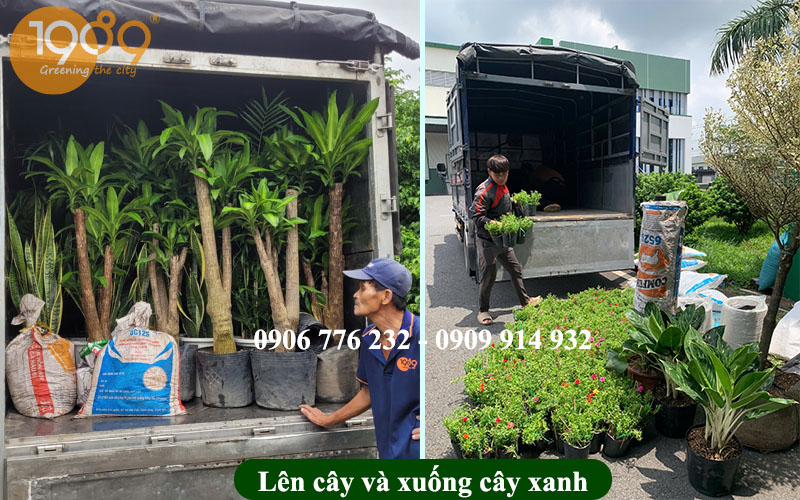 Gói Thuê Cây Xanh Nội Thất Siêu Rẻ: Chăm Sóc 2 Lần/Tuần & Thay Cây Miễn Phí