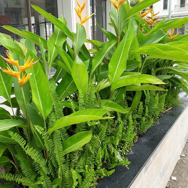 CÂY CHUỐI MỎ KÉT