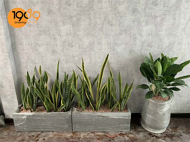 thiết kế nhà hàng chay bằng cây xanh