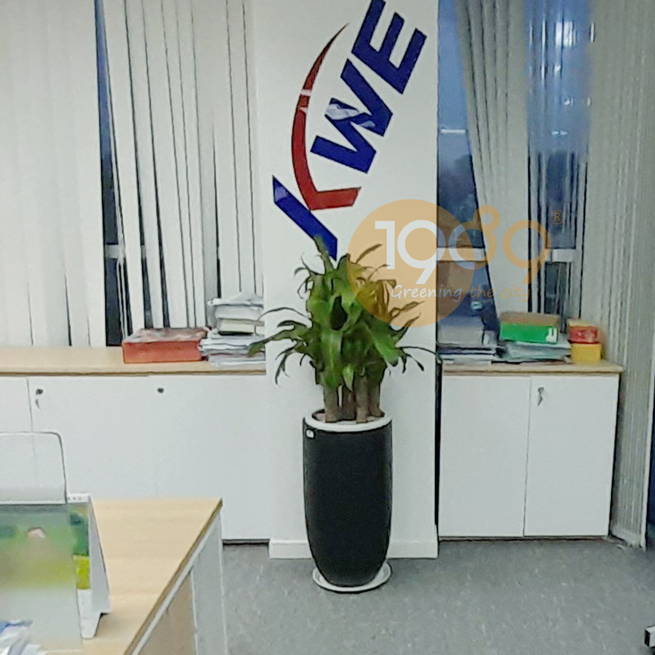 Cây Thiết Mộc Lan 5 Thân – Ý Nghĩa Phong Thủy, Lọc Không Khí | 1989