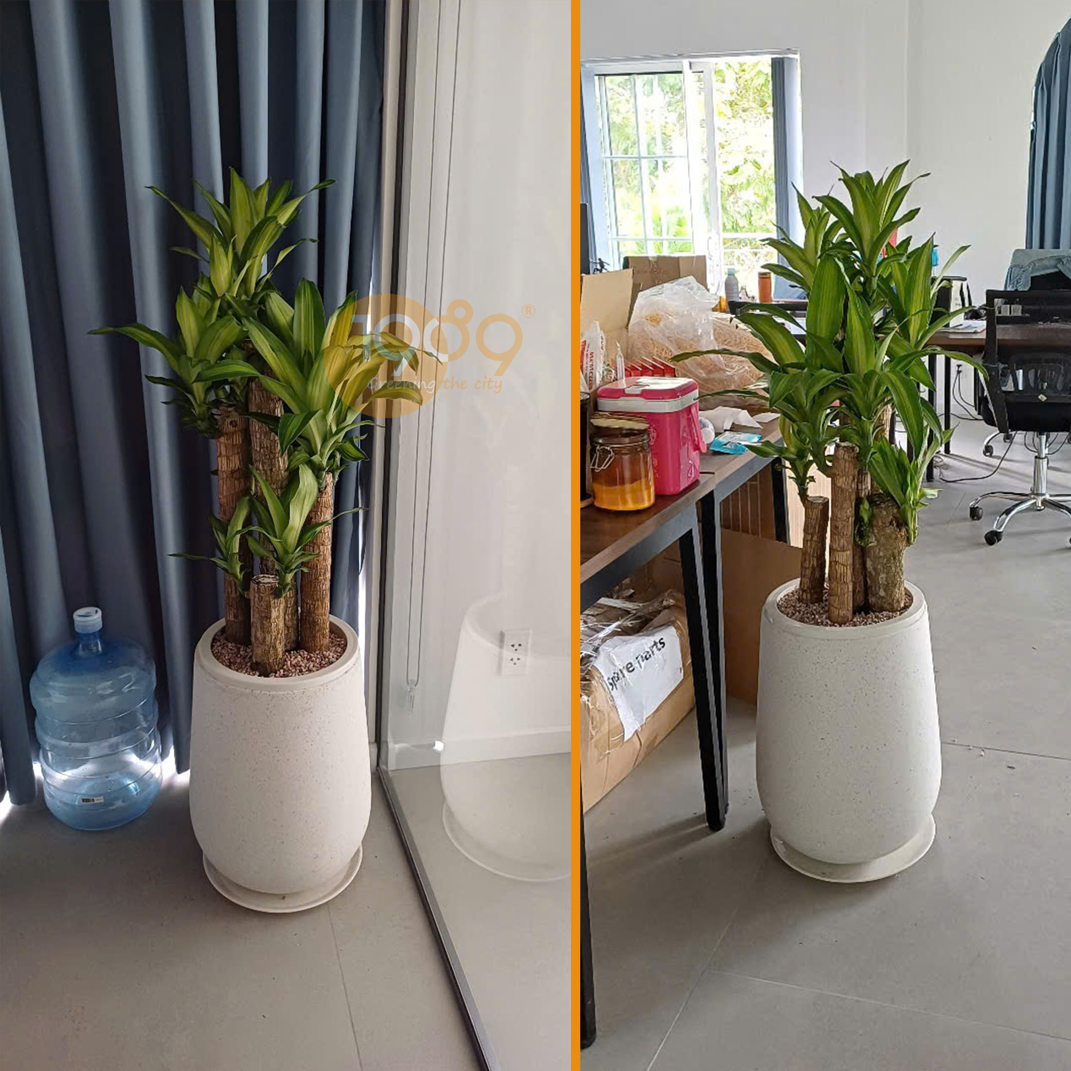 cây thiết mộc lan