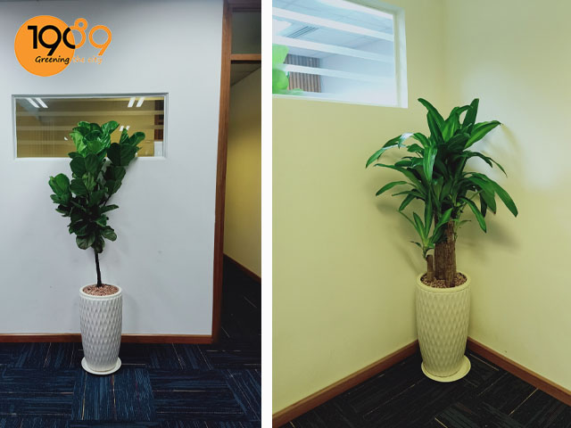 thiet-moc-lan-va-ban-sin-thue-cay-xanh-van-phong-hcm