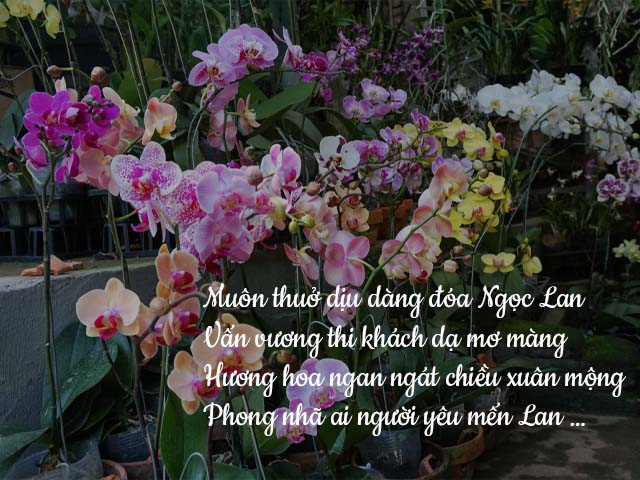 thơ thời điểm và cách để thay giá thể cho lan thích hợp