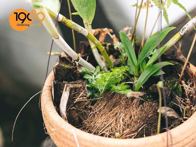 thời điểm thích hợp và cách để thay giá thể cho lan chi tiết