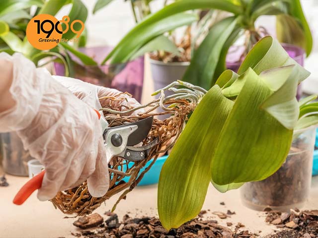 thời điểm thích hợp và cách để thay giá thể cho lan