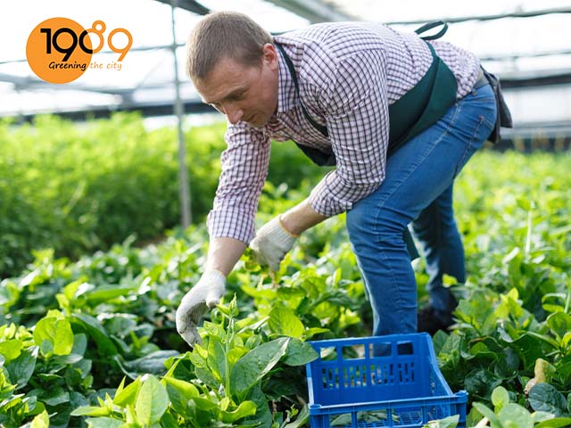 thu hoạch cây mùng tơi