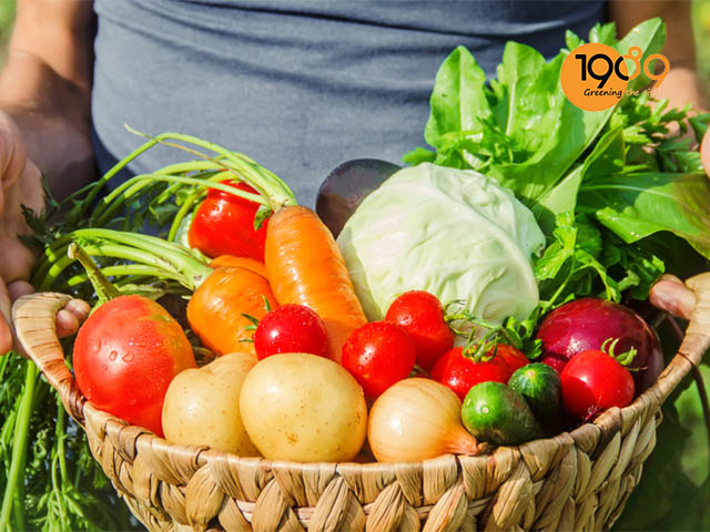 thu hoạch nông sản sau khi dùng phân trùn đỏ