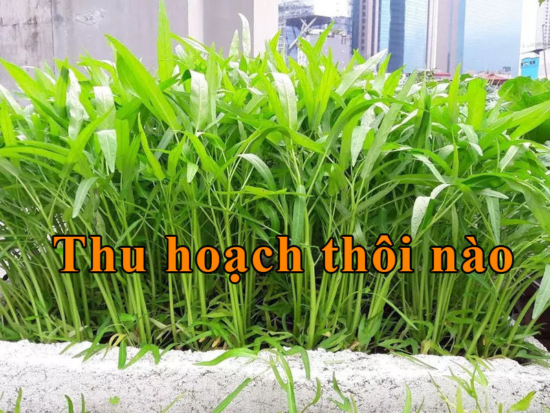 thu hoạch rau muống trồng tại nhà