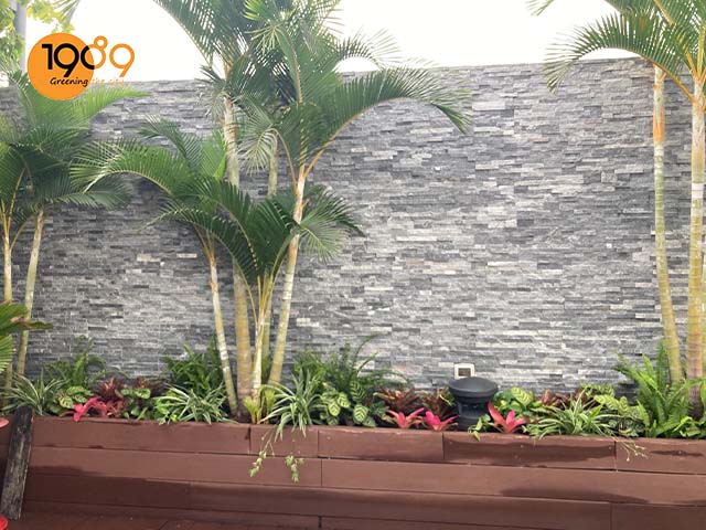 mua cây xanh trong nhà