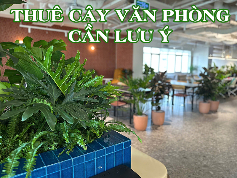 Chăm sóc cây để sàn: Bí quyết giữ lá xanh tươi trong phòng máy lạnh cả bốn mùa