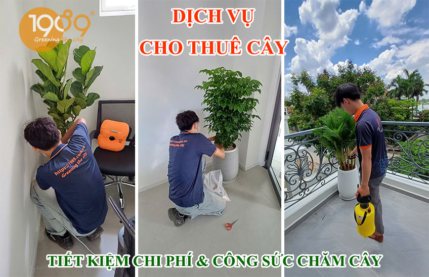 Gói Thuê Cây Văn Phòng Siêu Rẻ