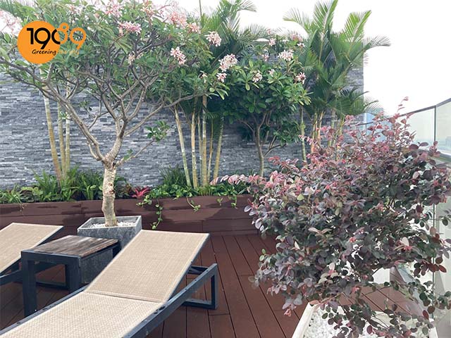 mua cây xanh trong nhà