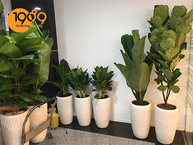 thuê cây xanh văn phòng cây bàn singapore