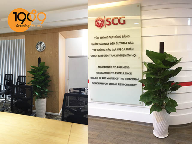 thuê cây xanh văn phòng cây trầu bà cột
