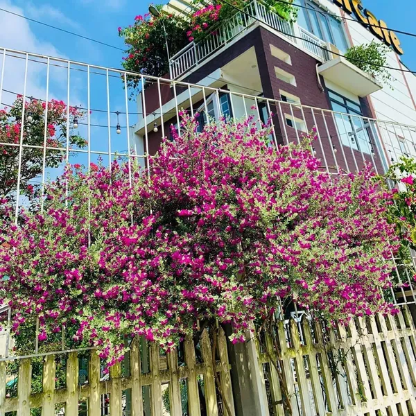 Cây Tuyết Sơn Phi Hồ