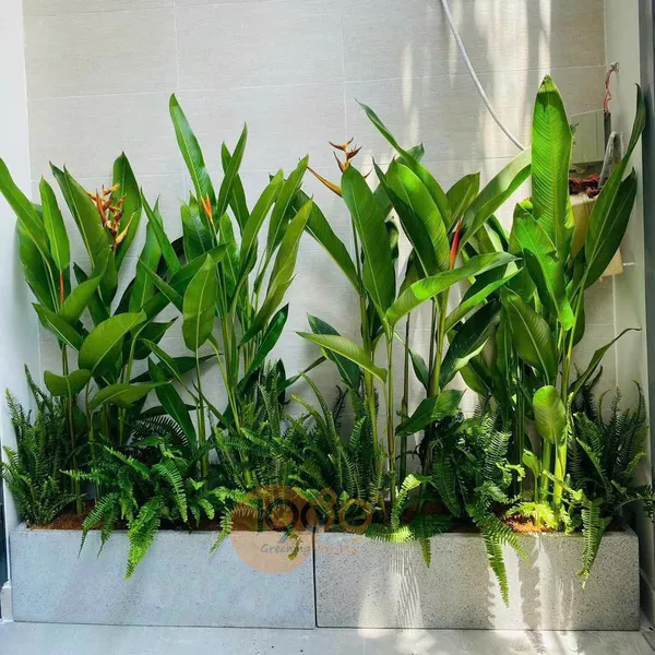 Chậu Chữ Nhật Trồng Chuối Mỏ Két Mix