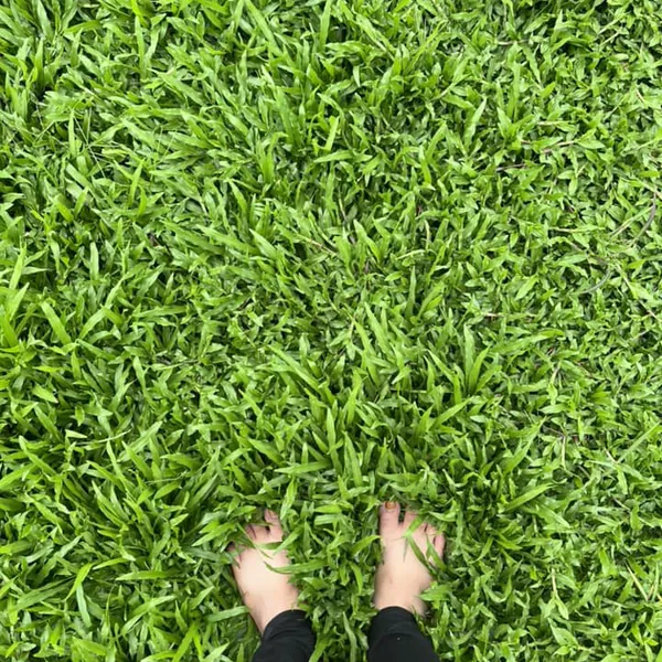 Cỏ Lá Gừng Thái 