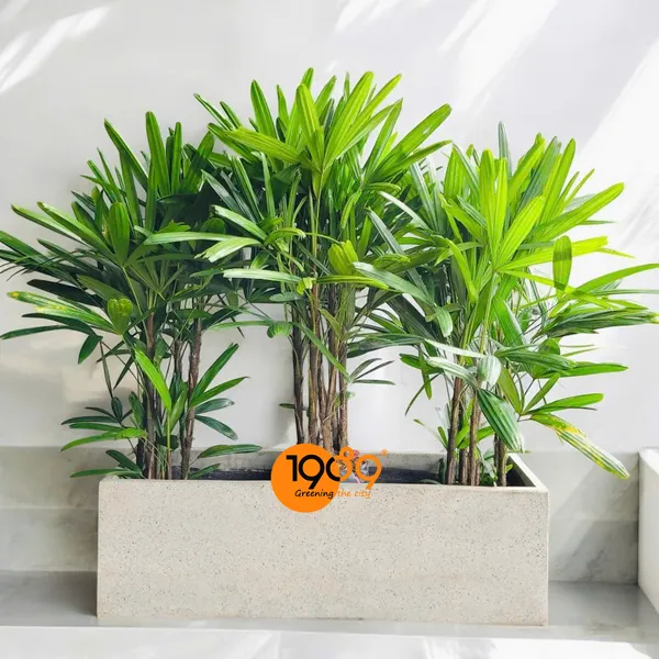 Chậu Chữ Nhật Trồng Trúc Mây