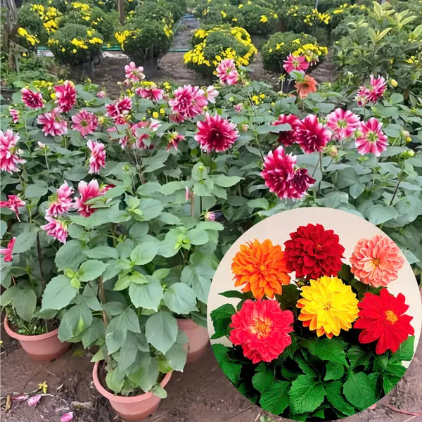 Hoa Thược Dược