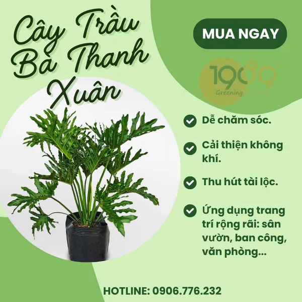 Chậu Chữ Nhật Trồng Trầu Bà Thanh Xuân