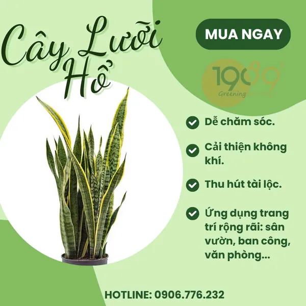 Chậu Chữ Nhật Trồng Lưỡi Hổ