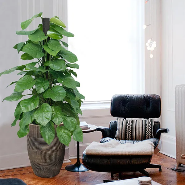 Chậu Xi Măng Venus Lớn 35x85cm