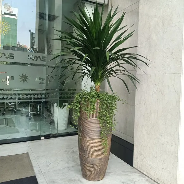 Chậu Xi Măng Venus Lớn 35x85cm