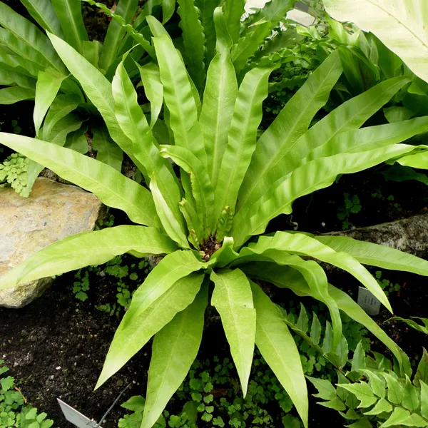 Cây Ráng Ổ Phụng