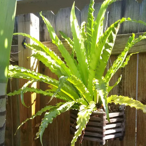 Cây Ráng Ổ Phụng