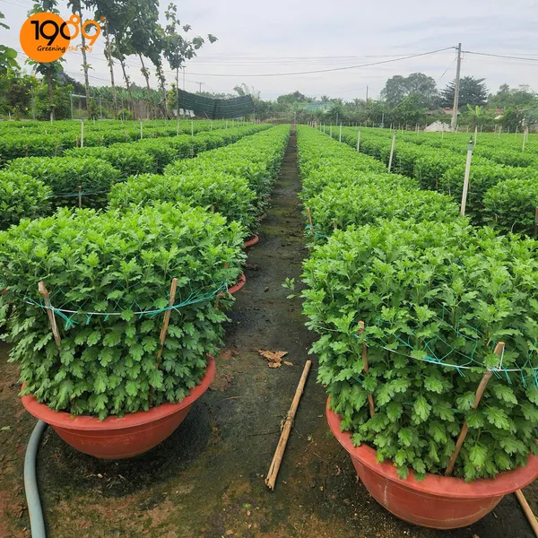Cúc Đại Đóa