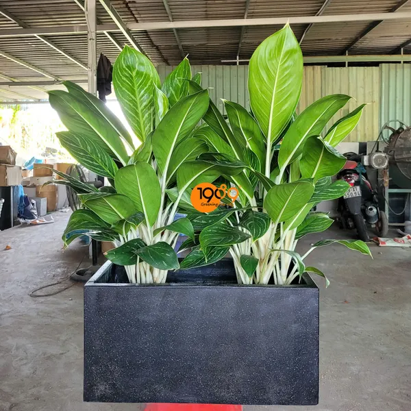 Chậu Chữ Nhật Trồng Bạch Mã Hoàng Tử