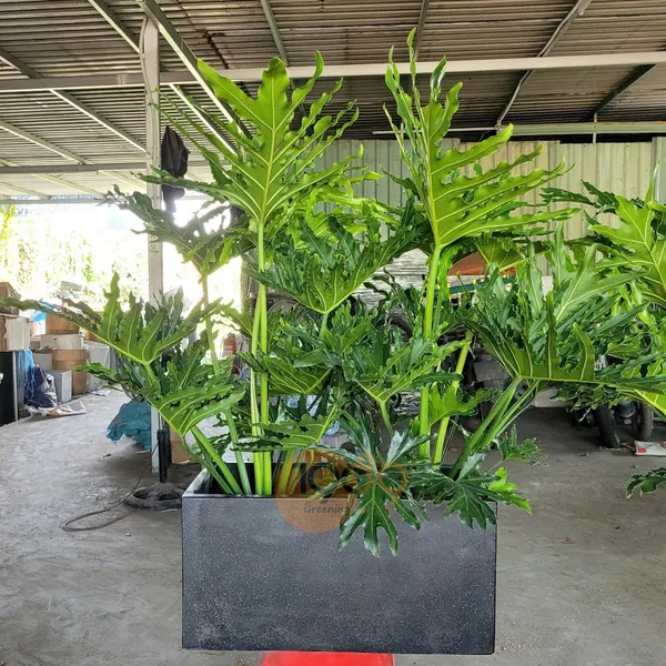 Chậu Chữ Nhật Trồng Trầu Bà Thanh Xuân