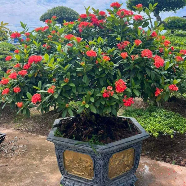 Hoa Trang