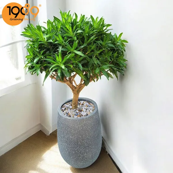 Cây Trúc Bách Hợp