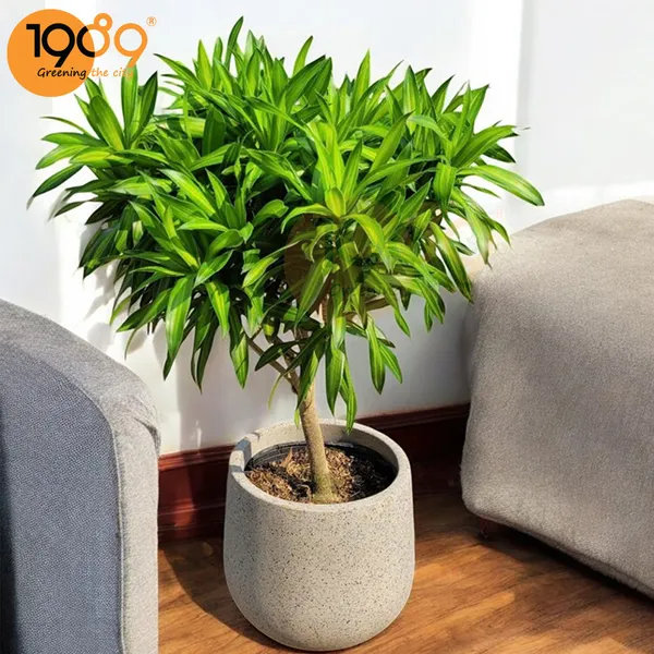 Cây Trúc Bách Hợp