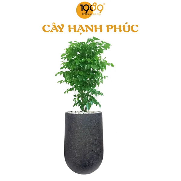 Cây Hạnh Phúc