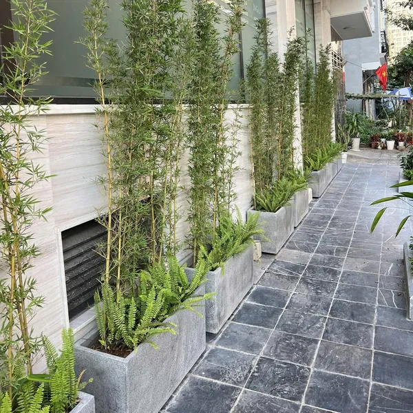 Chậu Chữ Nhật Trồng Trúc Quân Tử Mix