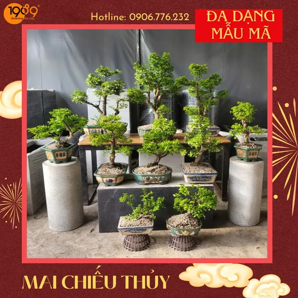 Hoa Mai Chiếu Thủy