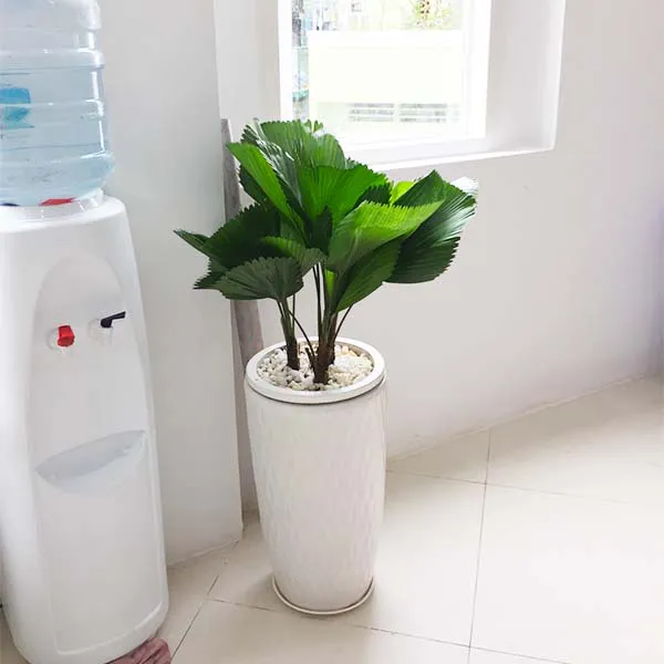 Cây Cọ Nhật