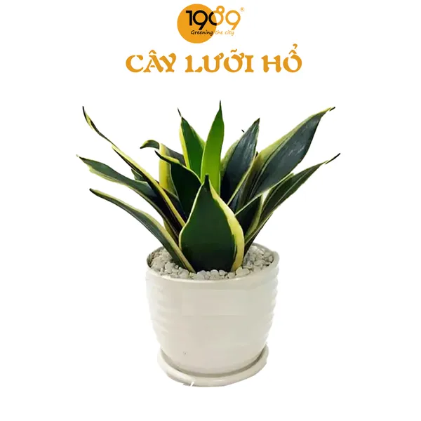 Cây Lưỡi Hổ