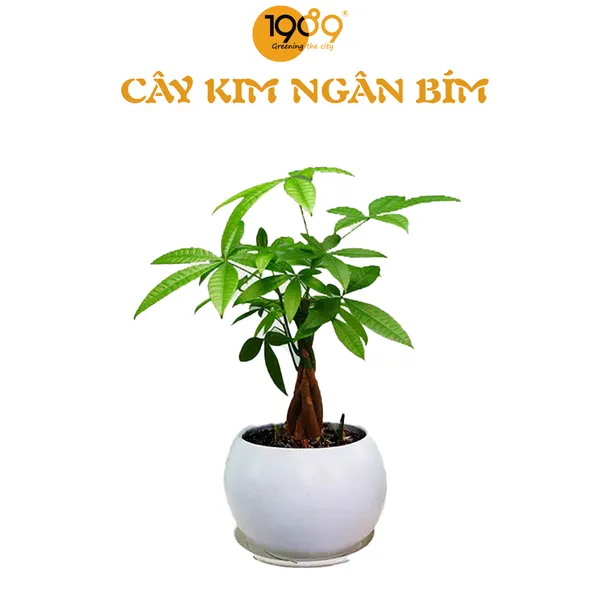 Cây Kim Ngân Bím