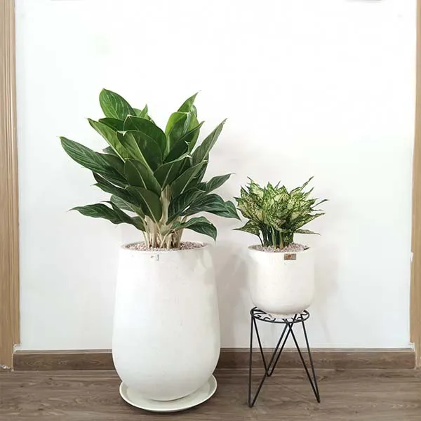 Cây Bạch Mã Hoàng Tử