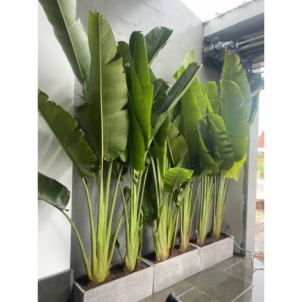 Chậu Chữ Nhật Trồng Chuối Pháo