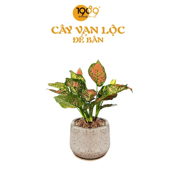Cây Vạn Lộc