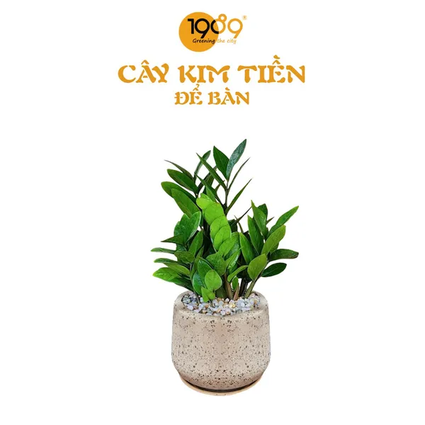 Cây Kim Tiền