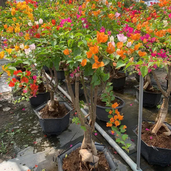 Hoa Giấy Ngũ Sắc