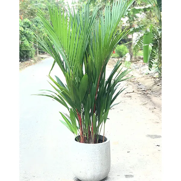 Cây Cau Đỏ