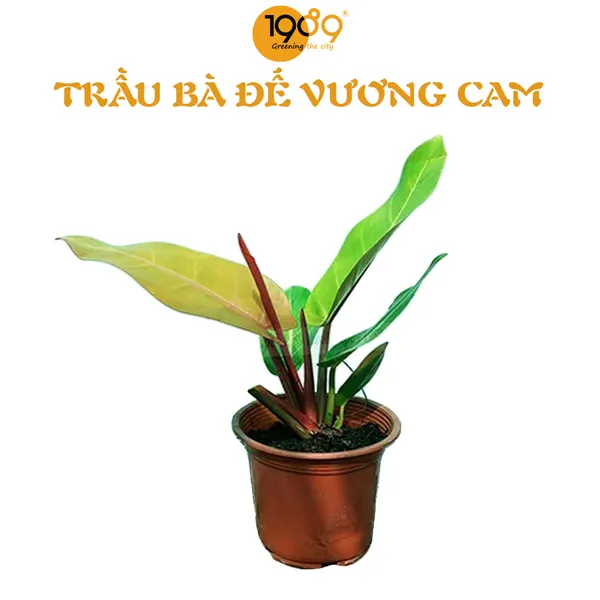 Trầu Bà Đế Vương Cam