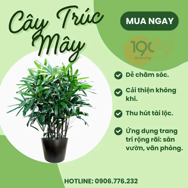 Chậu Chữ Nhật Trồng Trúc Mây